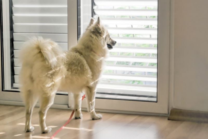 Sliding Glass Door Dog Access